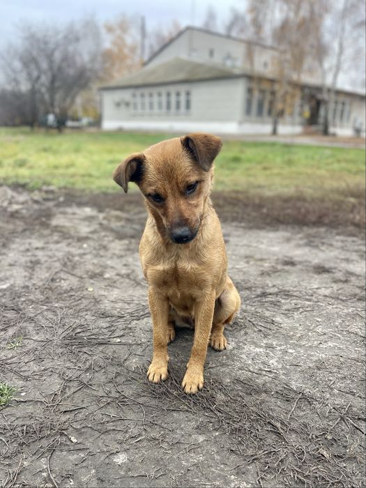 Шукає дім неймовірна дівчинка