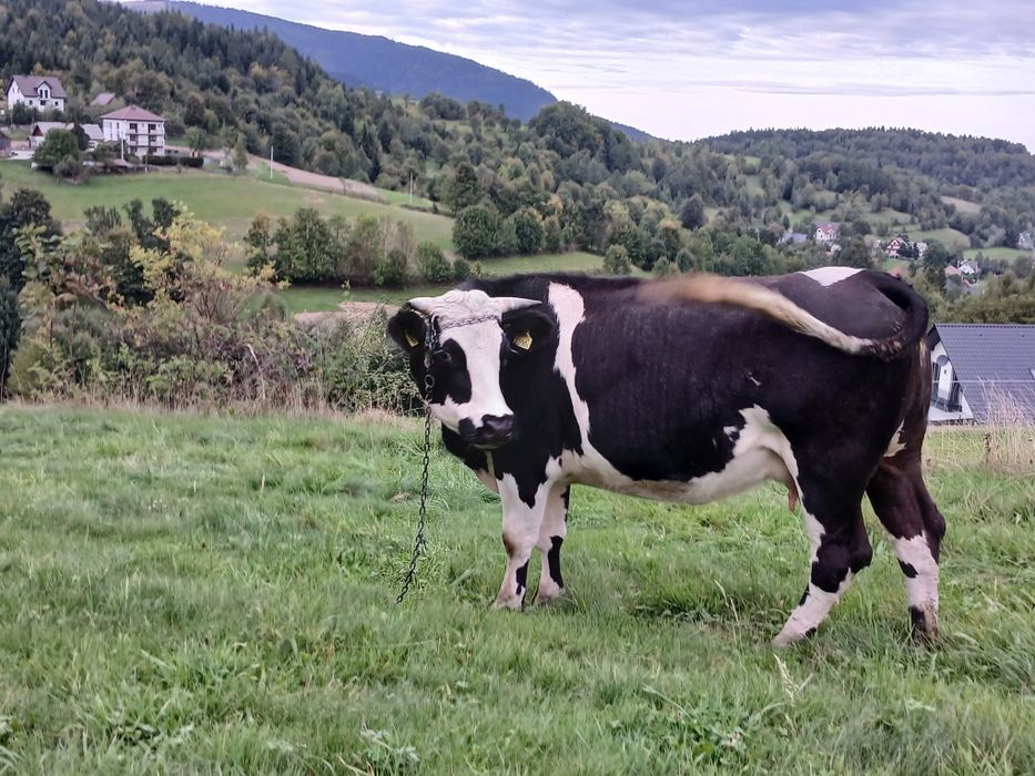 Witam mam do sprzedania krowę