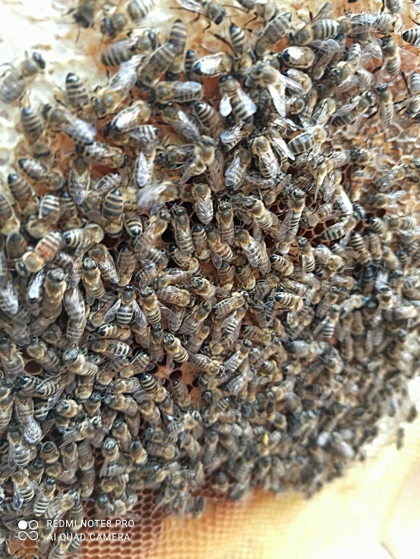 Pszczoły odkłady