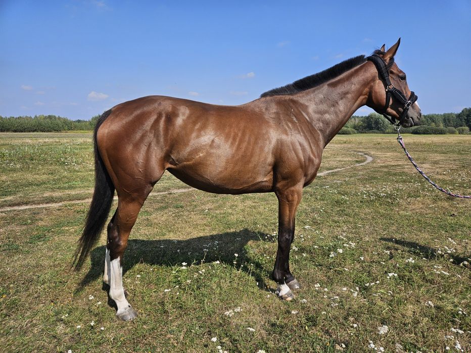 Klacz xx 4,5 roku, 164 cm wzrostu, zdrowa i grzeczna