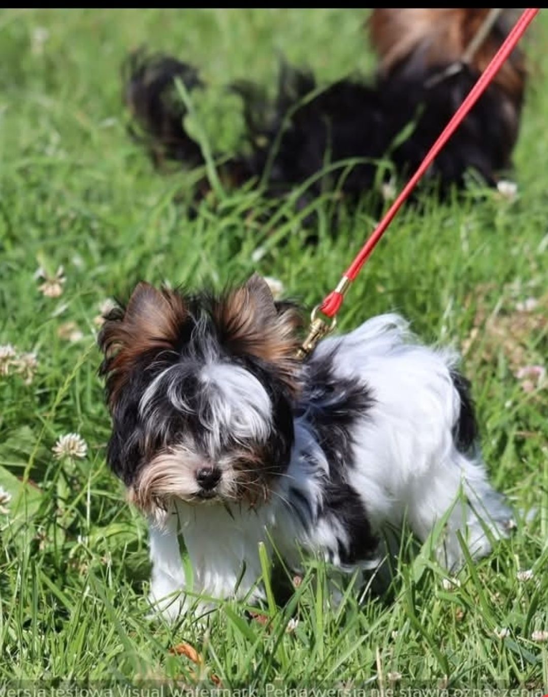 SCOOBY piękny chłopiec Yorkshire terrier