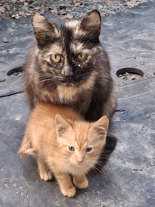 Кошенята,2,5 місяці, хлопчик , дівчинка