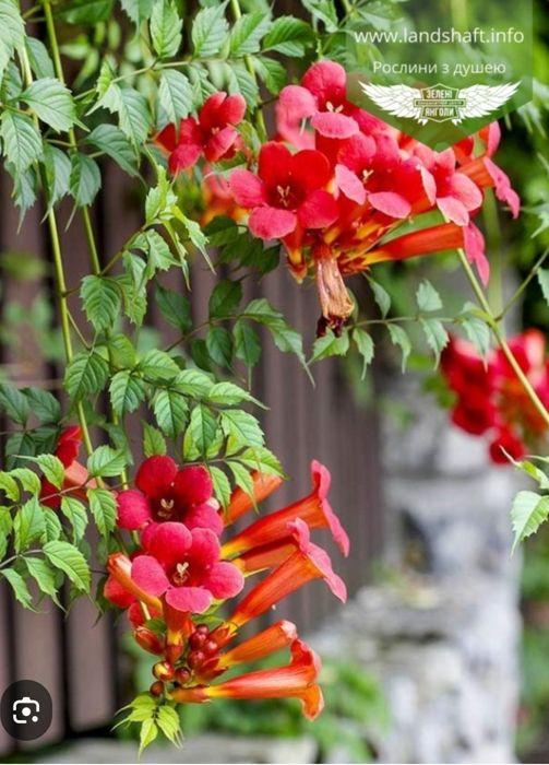 Кампсіс квітучий