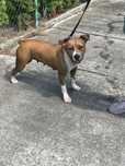 Suczka  do adopcji