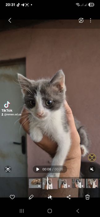 Кошечка в маленькая порода