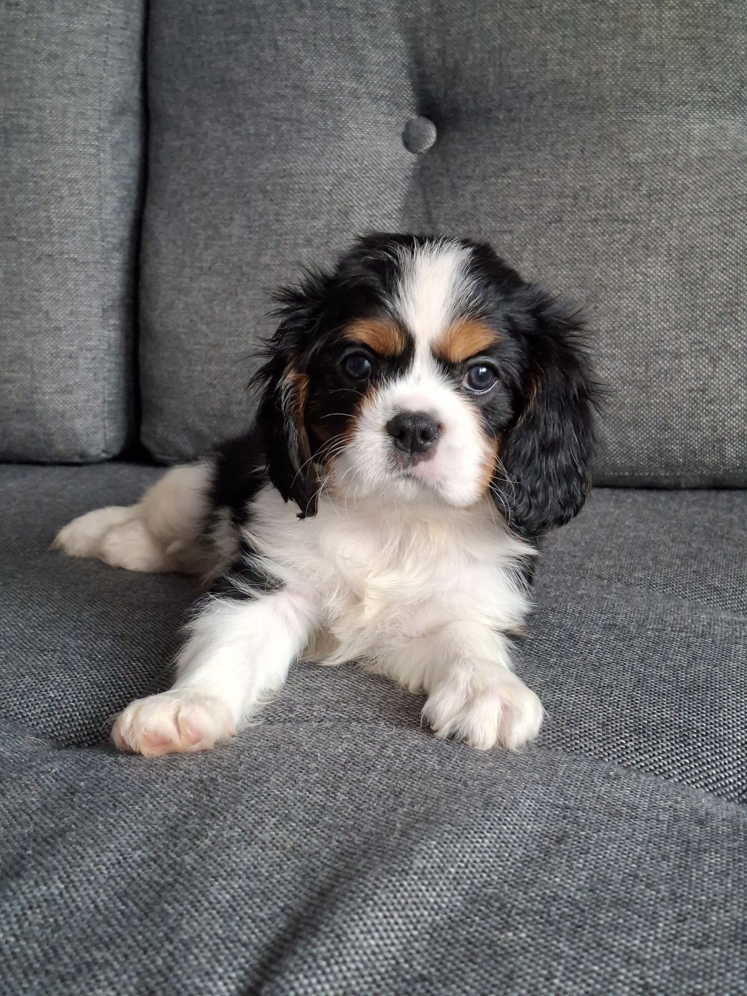 Cavalier słodziak piesek