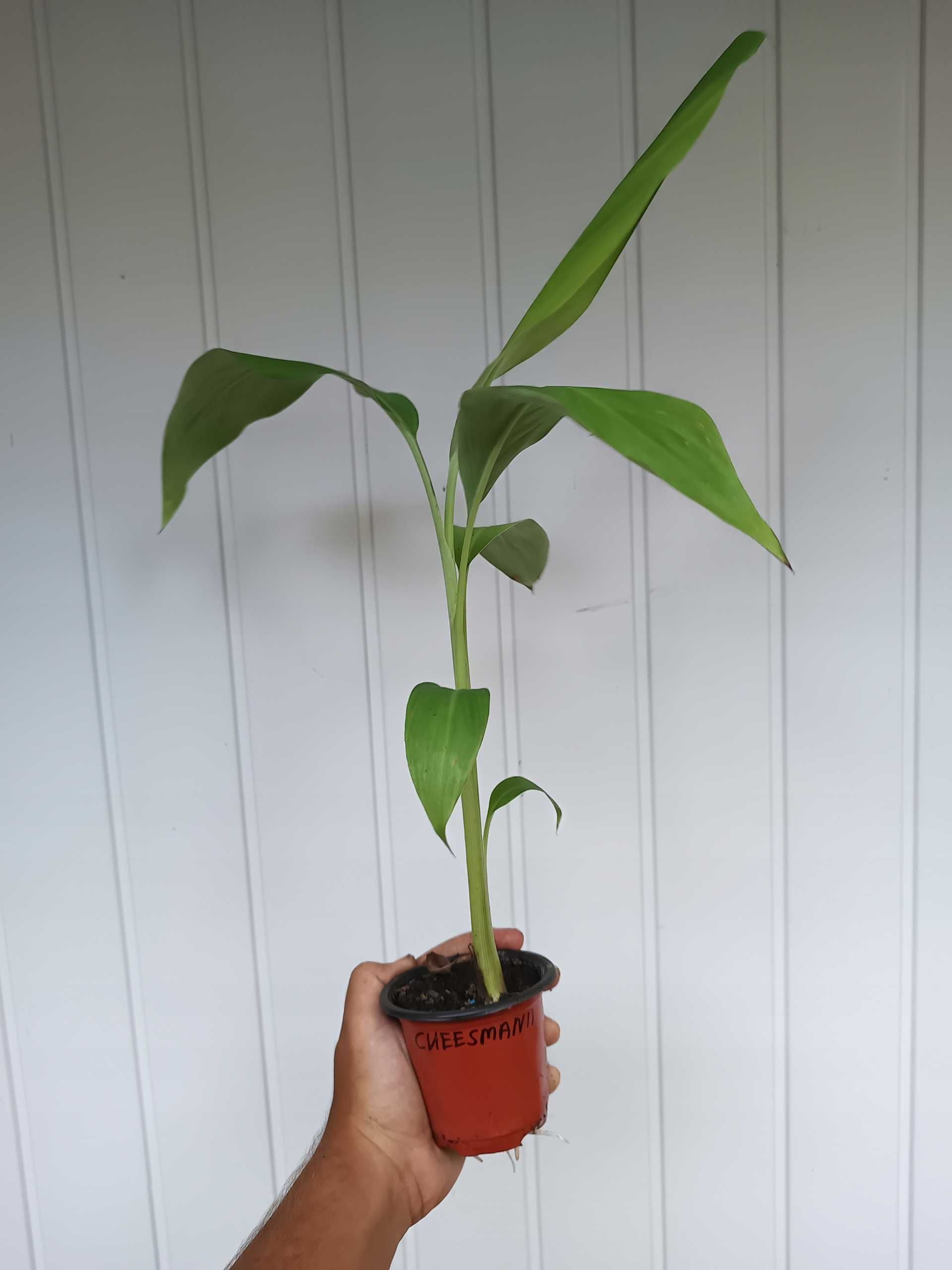 Bananowiec MUSA CHEESMANII banan 20-30CM sadzonka P9