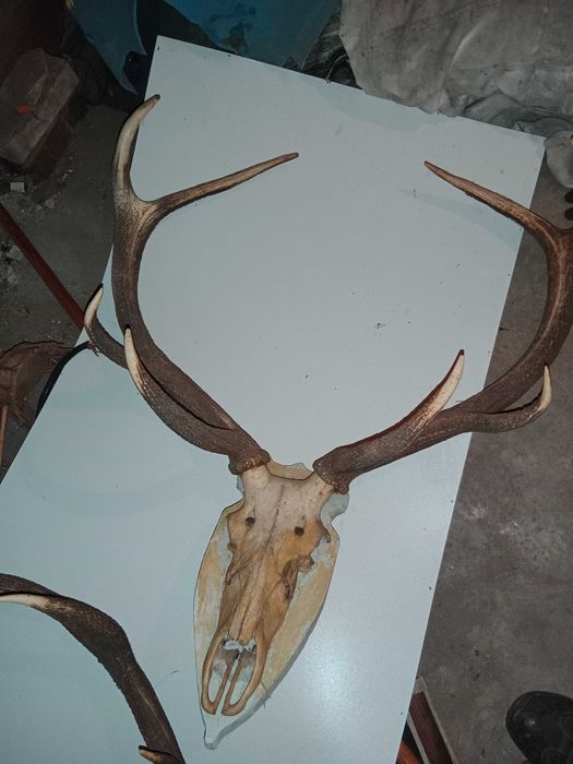 Sprzedam poroże jeleni i koziołków