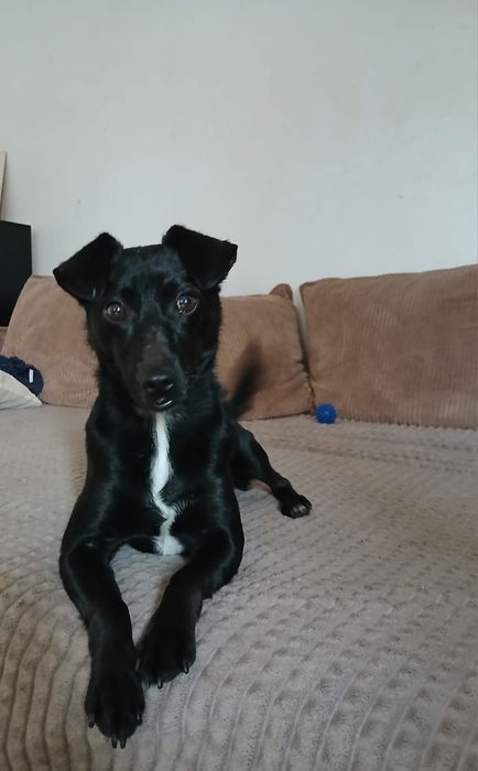 Ifealny do dzieci Aron szuka domku na stałe!