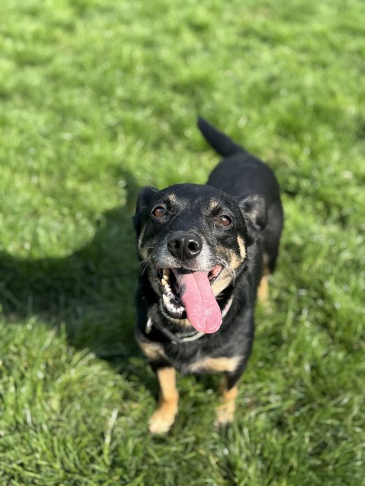 Pola - 4letnia suczka do adopcji