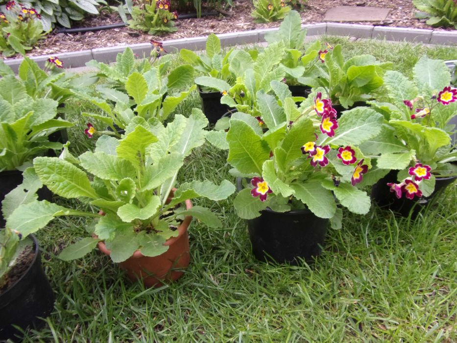 prymulki pierwiosnki ogrodowe wieloletnie 10szt za 50zł+2szt gratis