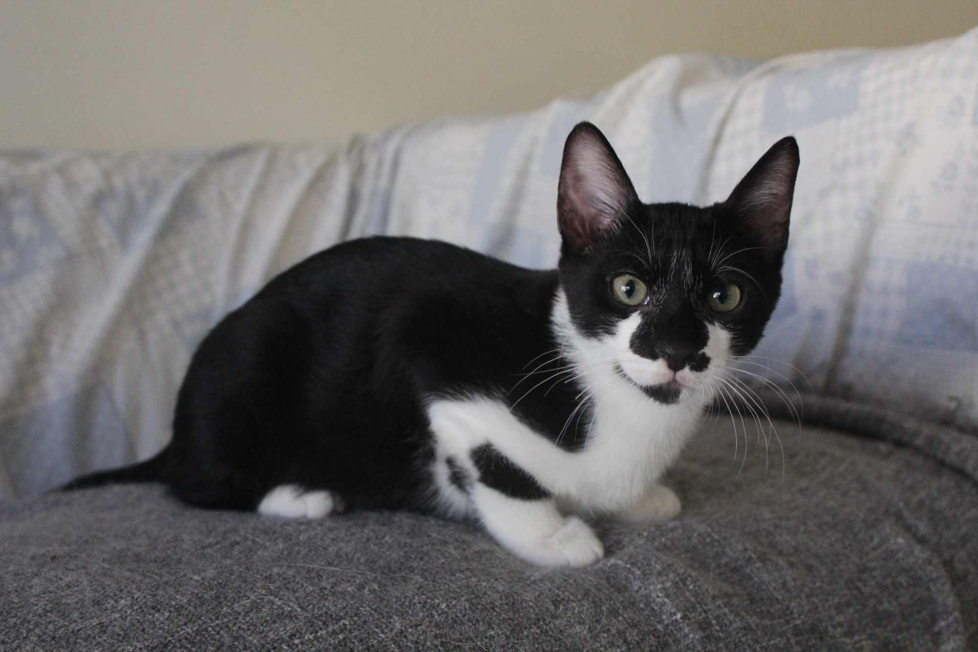 Gatinho 4 meses adoção responsável BRAGA
