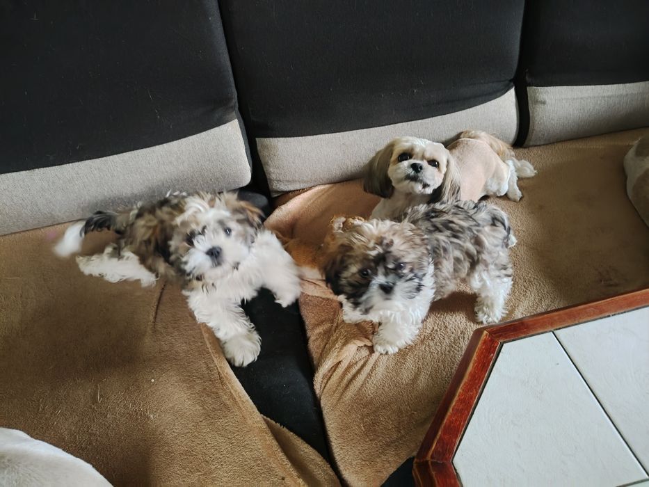 Sunia shih TZU  trikolor