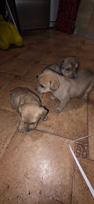 Oddam 3 kundelki w dobre ręce