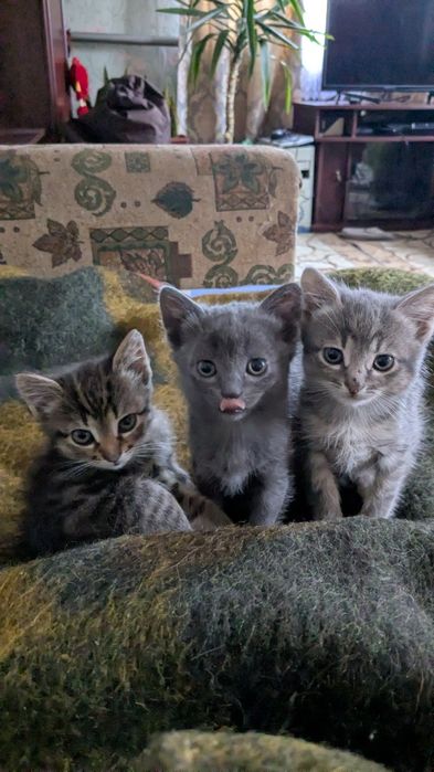 Кошенятка шукають сім'ю!