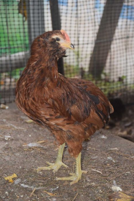 ARAUCANY - młode pary.