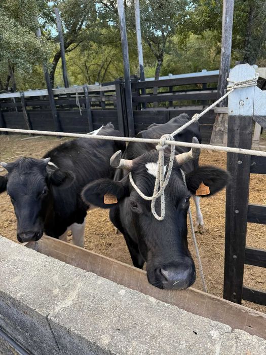 vacas leiteiras paridas