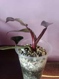 Philodendron strawberry shake regres Filodendron Variegata