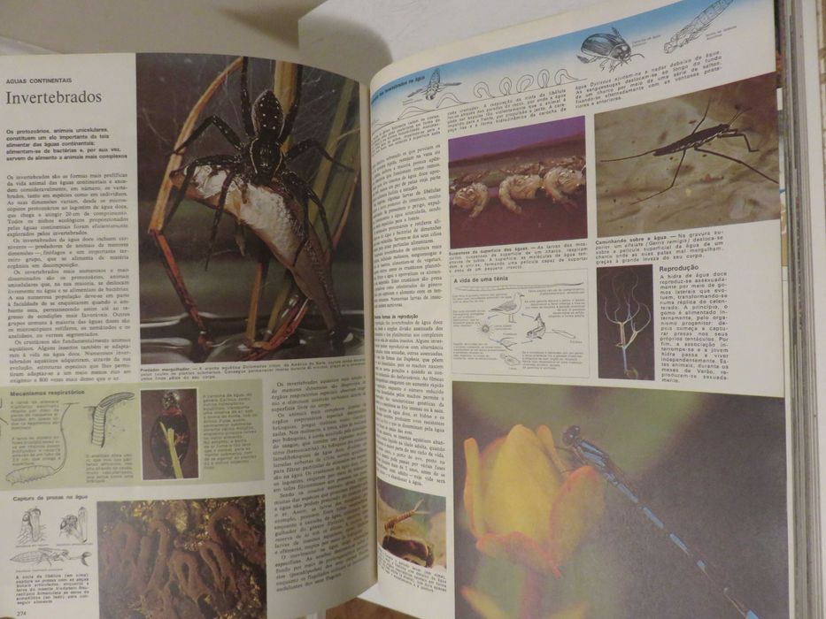Animais da Terra (envio grátis)