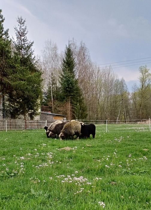 Sprzedam 4 owce i jagnię