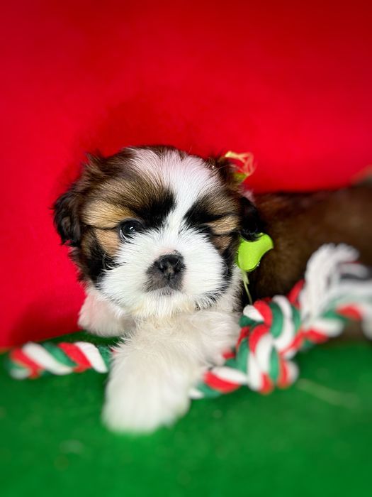 Shih-tzu piesek z rodowodem