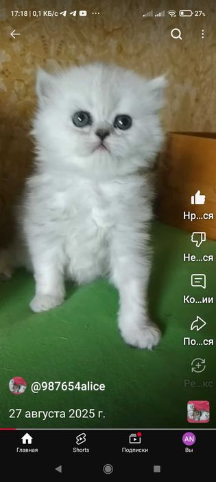 Котята серебристой шиншиллы с тёмным носом белого