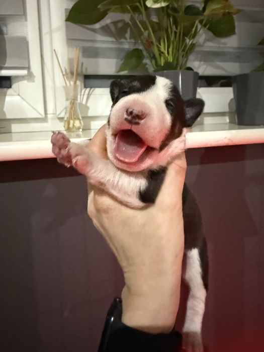 Bulterier miniaturowy ZKWP Tricolor