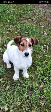 Jack russell terrier ostatni piesek Harley