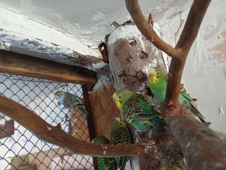 Papugi faliste tegoroczne