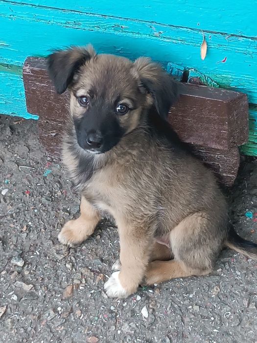 Отдам щенка / щенок девочка