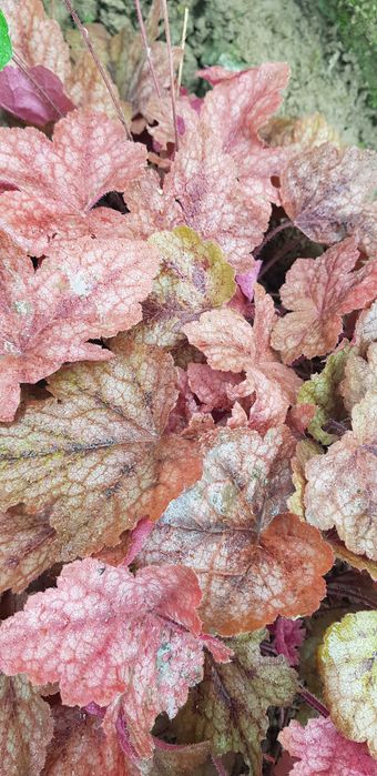 Гейхера різні за величиною кущики