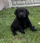Labrador Retriever czarna suczka