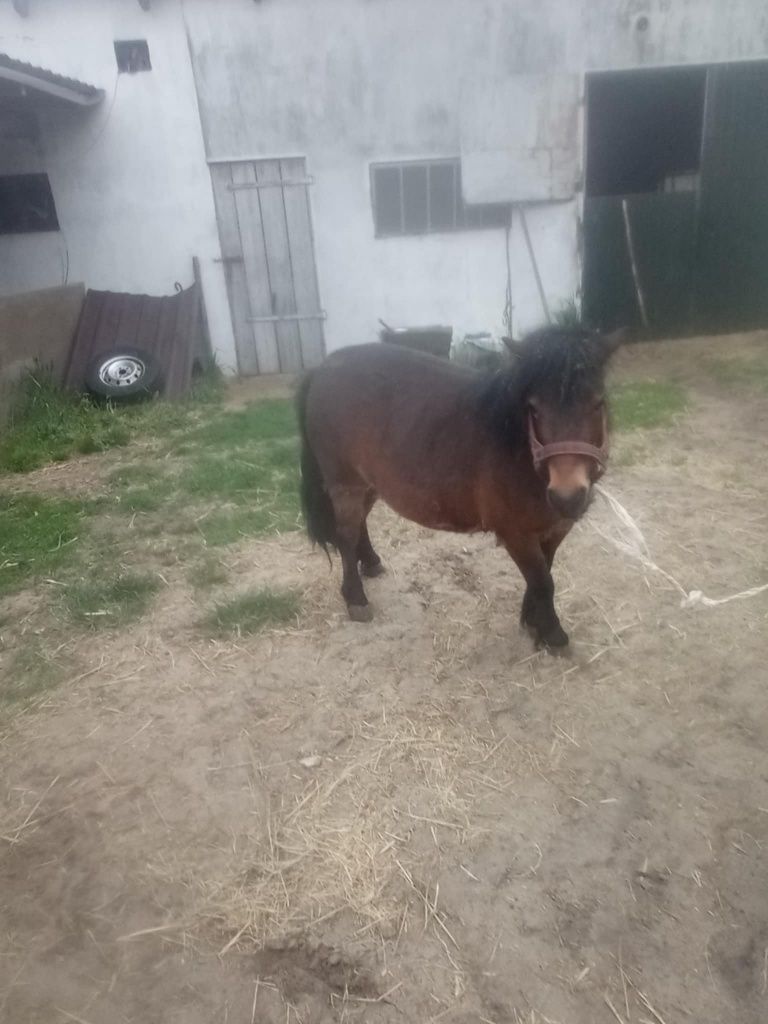Sprzedam Kucyk Klacz