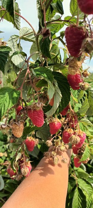 Продам Саджанці малини