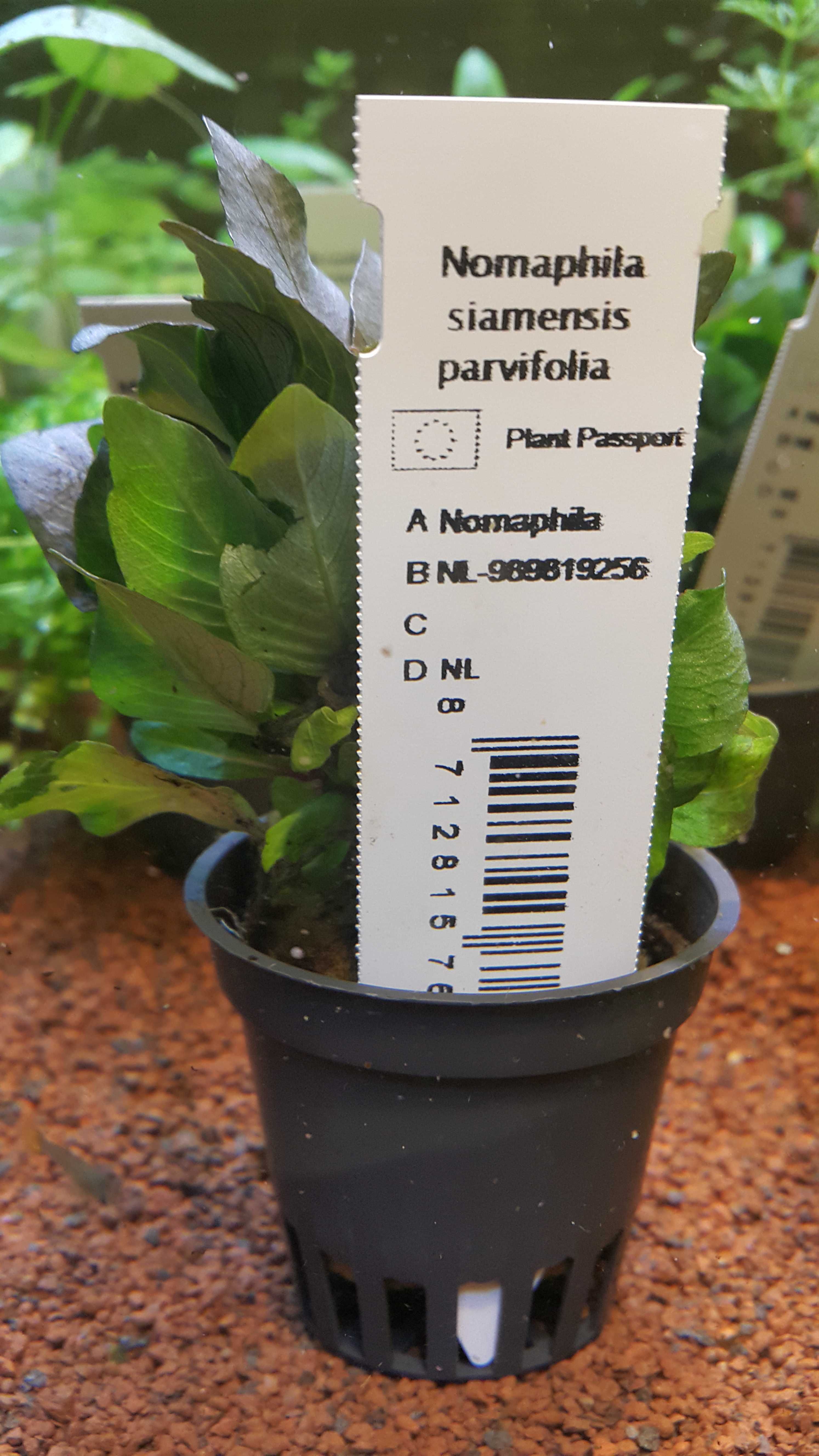 Nomaphila Siamensis Parvifolia/Rośliny akwariowe w koszyczkach