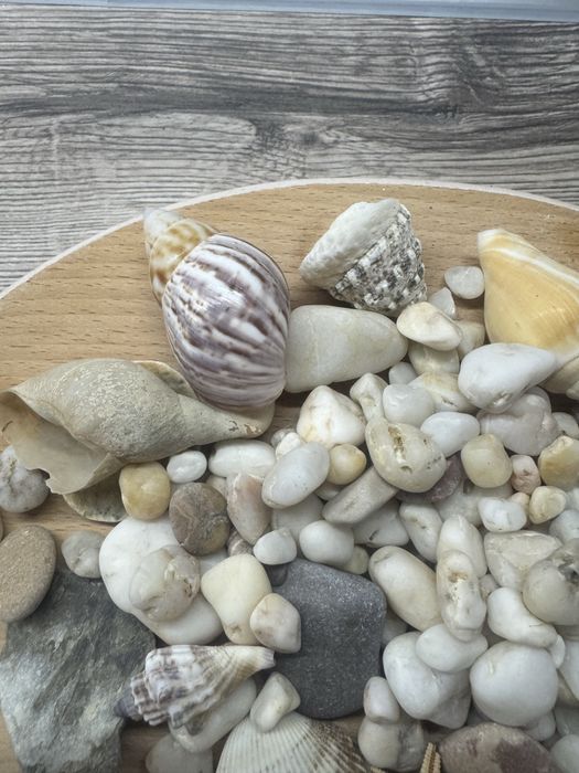 Камінчики та мушлі( ракушки) для акваріума чи декору.