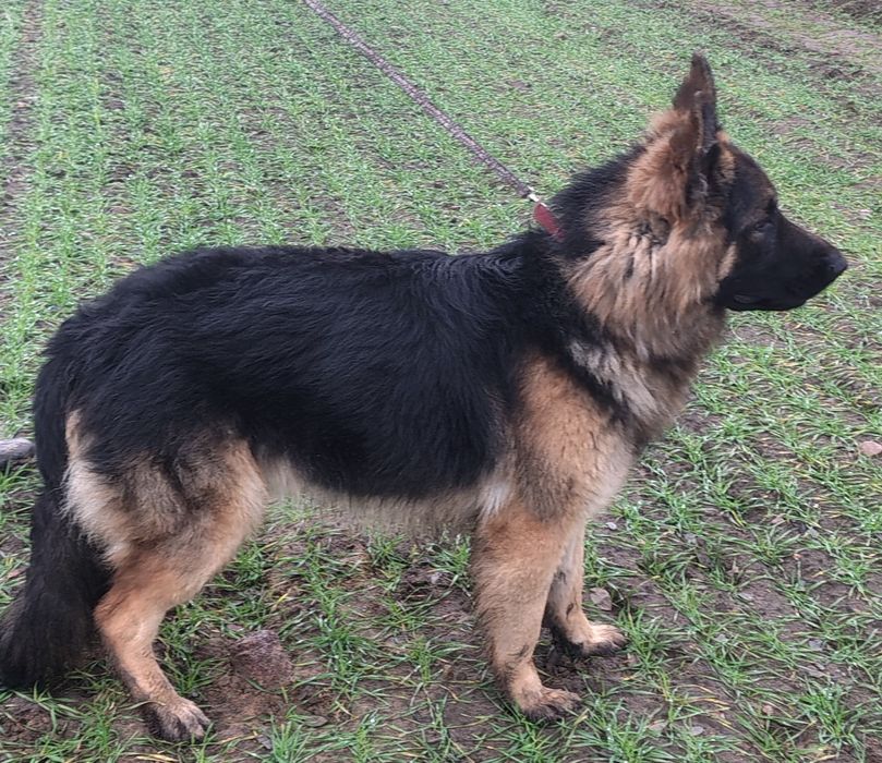 Piękny roczny Owczarek  niemiecki