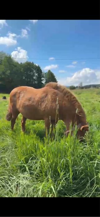 Kucyki Ogierek i Klaczka