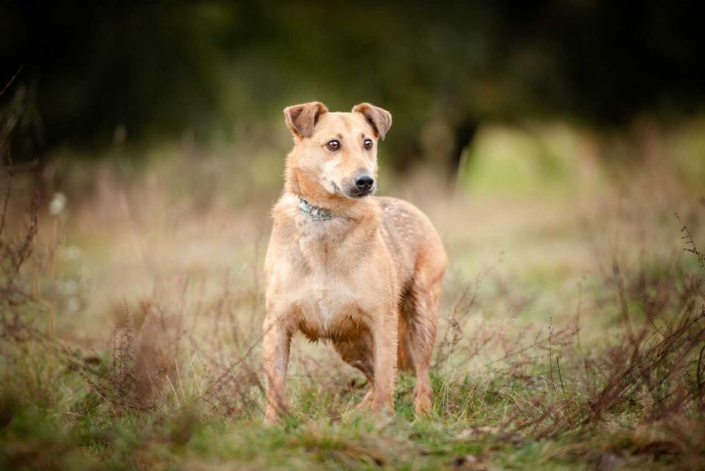 Snikers - delikatny, samodzielny psiak szuka domu