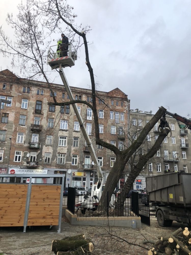 Wycinka drzew trudnych alpinistycznie podnośnik koszowy Warszawa