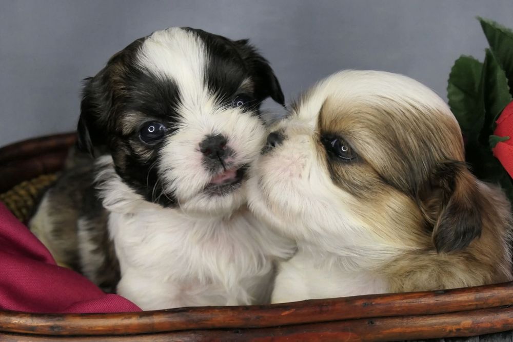 Śliczny piesek shih tzu z rodowodem ZKwP