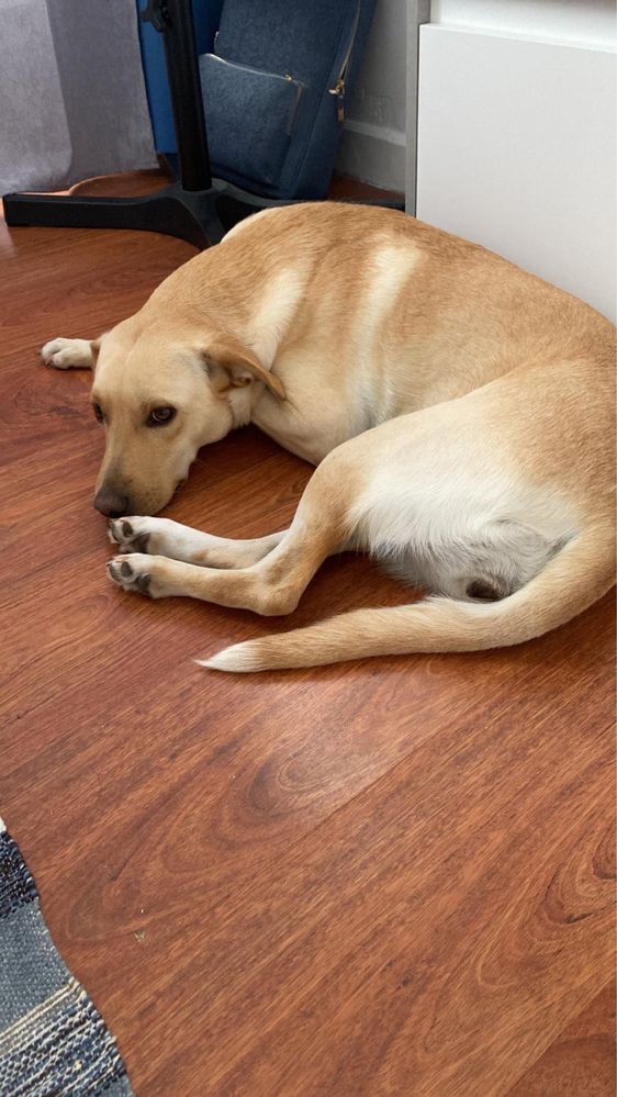 Kira - Cadela raçada de Labrador meiga para adoção responsável