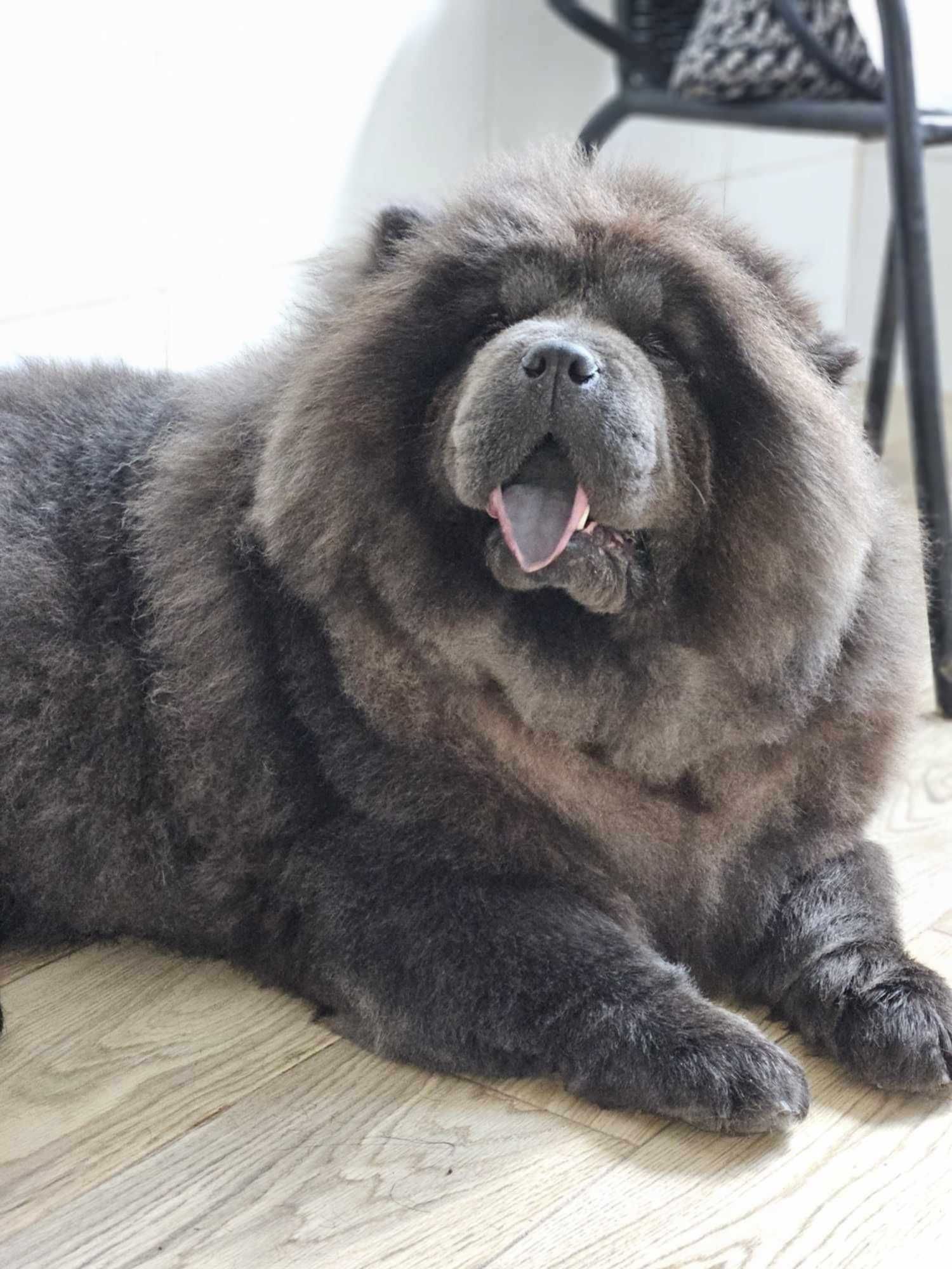 Szczeniak z rodowodem Chow Chow