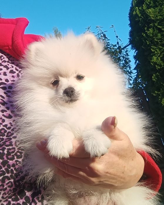 Piesek Szpic Miniaturowy Pomeranian