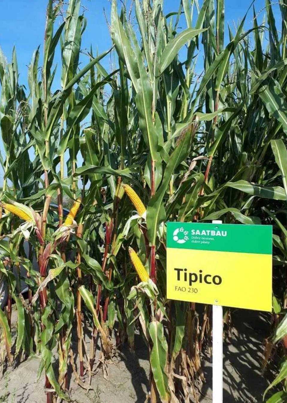 kukurydza nasienna Tipico 230fao240 Saatbau zbliżona do Danubio rabaty