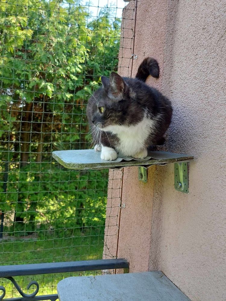 Kotka Orlanka do adopcji