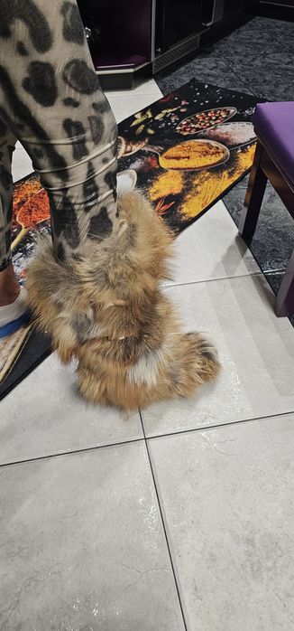 Foki damskie b.ciepłe środek z owczej  wełny