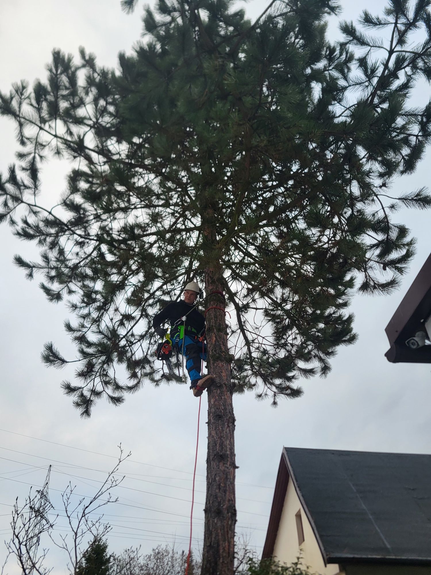 Wycinka drzew metodą alpinistyczną