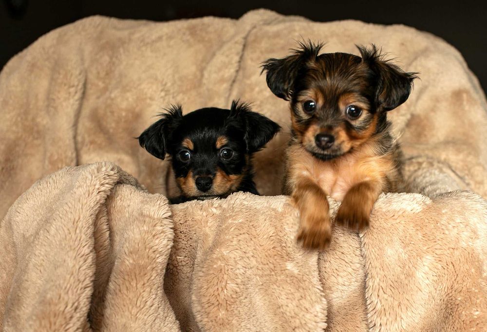 Rosyjski Toy długowłosy