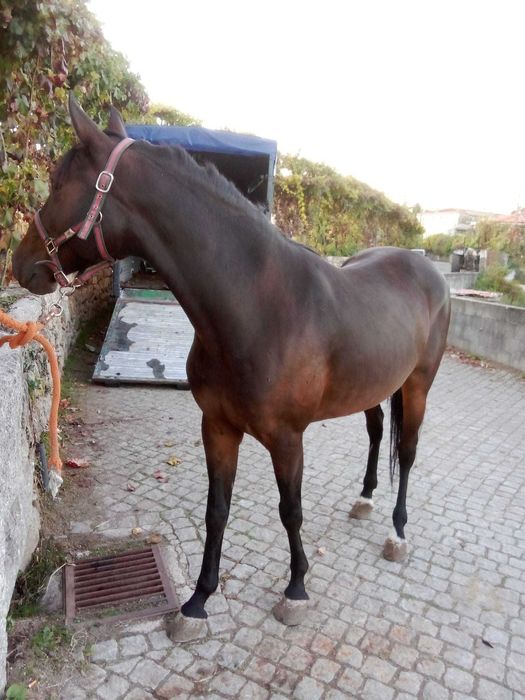 Egua 4 anos muito mansa